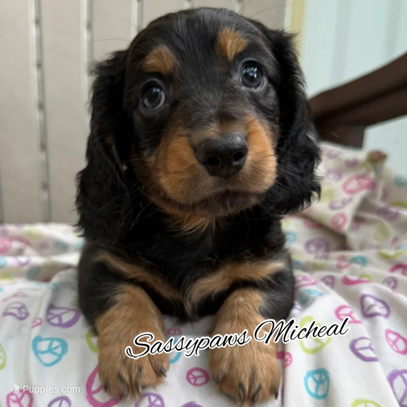 Michael – Miniature Dachshund puppy for sale in Findlay, OH