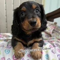 Michael, a male Miniature Dachshund for sale in Findlay, OH – 4 of 10