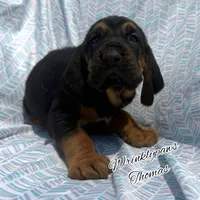 Thomas, a male Bloodhound for sale in Findlay, OH – 5 of 10