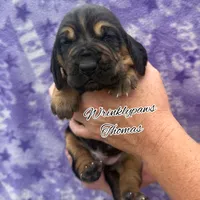 Thomas, a male Bloodhound for sale in Findlay, OH – 2 of 5