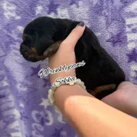 Sokka, a male Bloodhound for sale in Findlay, OH – 3 of 3