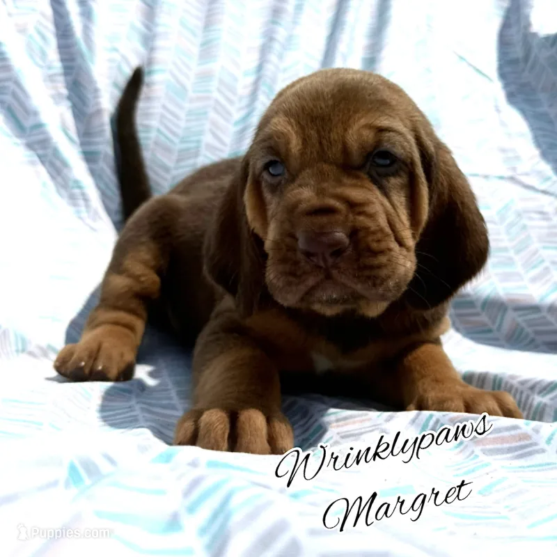 Margret – Bloodhound puppy for sale in Findlay, OH