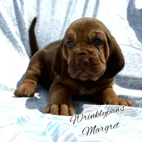 Margret, a female Bloodhound for sale in Findlay, OH – 1 of 8
