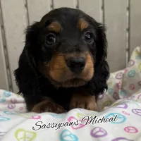 Michael, a male Miniature Dachshund for sale in Findlay, OH – 7 of 10
