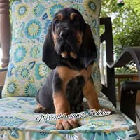 Sokka, a male Bloodhound for sale in Findlay, OH – 3 of 4