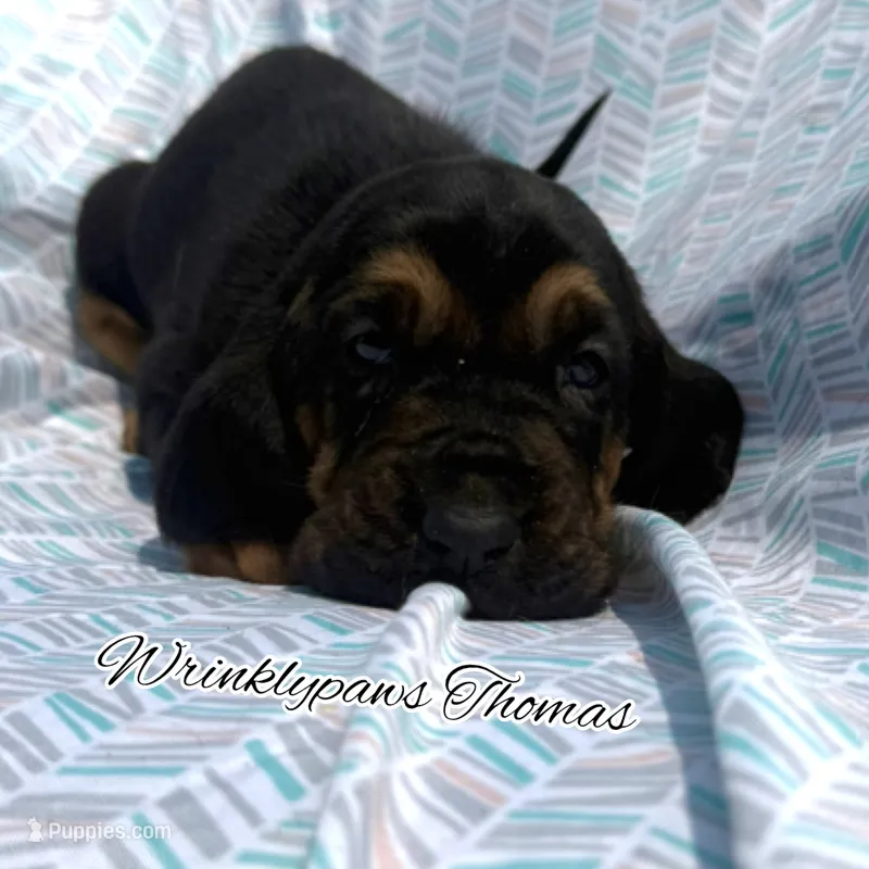 Thomas – Bloodhound puppy for sale in Findlay, OH
