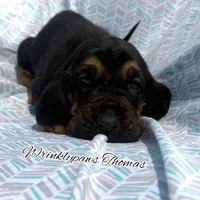 Thomas, a male Bloodhound for sale in Findlay, OH – 3 of 10