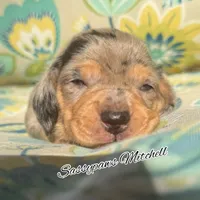 Mitchell, a male Miniature Dachshund for sale in Findlay, OH – 5 of 5