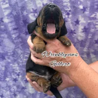 Gilbert, a male Bloodhound for sale in Findlay, OH – 4 of 6