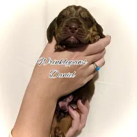 Daniel, a male Bloodhound for sale in Findlay, OH – 5 of 6