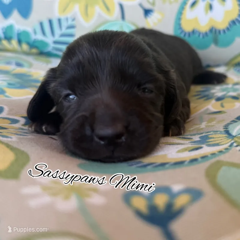 Mimi – Miniature Dachshund puppy for sale in Findlay, OH