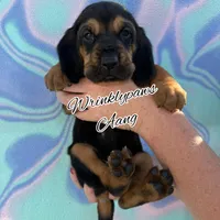 Aang, a male Bloodhound for sale in Findlay, OH – 6 of 10