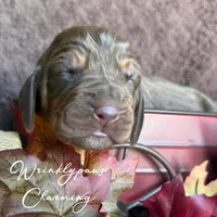 Charming, a male Bloodhound for sale in Findlay, OH – 3 of 4