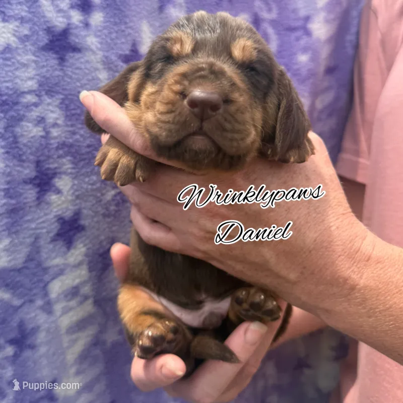 Daniel – Bloodhound puppy for sale in Findlay, OH