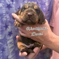 Daniel, a male Bloodhound for sale in Findlay, OH – 1 of 6