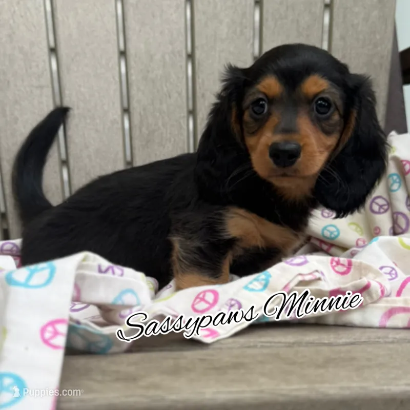 Minnie – Miniature Dachshund puppy for sale in Findlay, OH