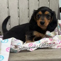 Minnie, a female Miniature Dachshund for sale in Findlay, OH – 1 of 9