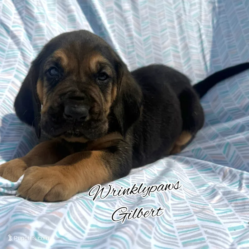 Gilbert – Bloodhound puppy for sale in Findlay, OH