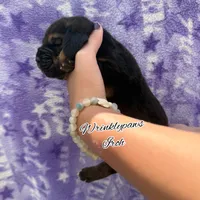 Iroh, a male Bloodhound for sale in Findlay, OH – 3 of 3