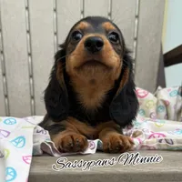 Minnie, a female Miniature Dachshund for sale in Findlay, OH – 2 of 9
