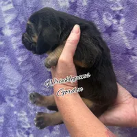 Gordon, a male Bloodhound for sale in Findlay, OH – 6 of 8