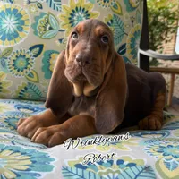 Robert, a male Bloodhound for sale in Findlay, OH – 4 of 5