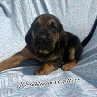 Gilbert, a male Bloodhound for sale in Findlay, OH – 4 of 10