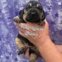 Gordon, a male Bloodhound for sale in Findlay, OH – 8 of 8
