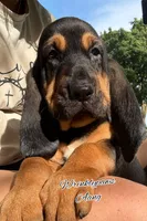 Aang, a male Bloodhound for sale in Findlay, OH – 1 of 10