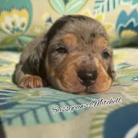 Mitchell, a male Miniature Dachshund for sale in Findlay, OH – 3 of 5
