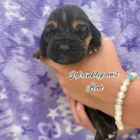 Iroh, a male Bloodhound for sale in Findlay, OH – 2 of 3