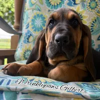 Gilbert, a male Bloodhound for sale in Findlay, OH – 2 of 10