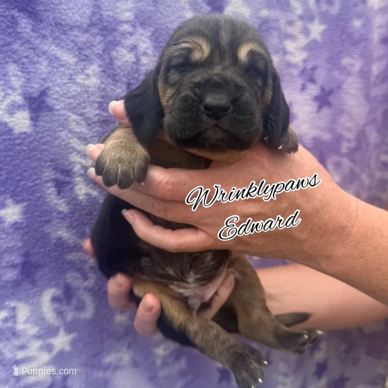Edward – Bloodhound puppy for sale in Findlay, OH