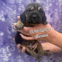 Edward, a male Bloodhound for sale in Findlay, OH – 1 of 5