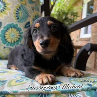 Michael, a male Miniature Dachshund for sale in Findlay, OH – 1 of 10