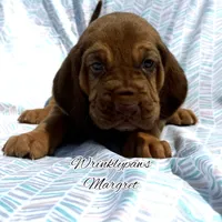Margret, a female Bloodhound for sale in Findlay, OH – 2 of 8