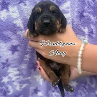 Aang, a male Bloodhound for sale in Findlay, OH – 3 of 3