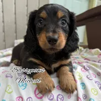 Michael, a male Miniature Dachshund for sale in Findlay, OH – 5 of 10