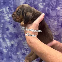 Daniel, a male Bloodhound for sale in Findlay, OH – 3 of 6