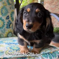Michael, a male Miniature Dachshund for sale in Findlay, OH – 2 of 10