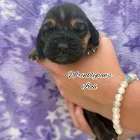 Iroh, a male Bloodhound for sale in Findlay, OH – 1 of 3