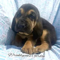 Gordon, a male Bloodhound for sale in Findlay, OH – 5 of 8