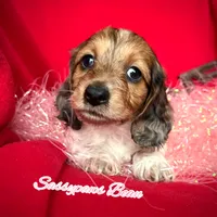 Bean, a male Dachshund for sale in Findlay, OH – Photo 7 of 10