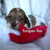 Bean, a male Dachshund for sale in Findlay, OH – Photo 10 of 10