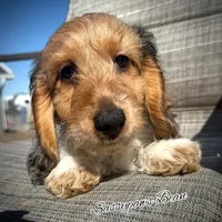 Bean, a male Dachshund for sale in Findlay, OH – Photo 1 of 10