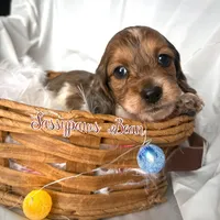 Bean, a male Dachshund for sale in Findlay, OH – Photo 8 of 10