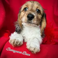 Bean, a male Dachshund for sale in Findlay, OH – Photo 5 of 10