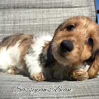 Bean, a male Dachshund for sale in Findlay, OH – Photo 3 of 10