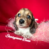 Bean, a male Dachshund for sale in Findlay, OH – Photo 6 of 10