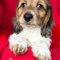 Bean, a male Dachshund for sale in Findlay, OH – Photo 4 of 10